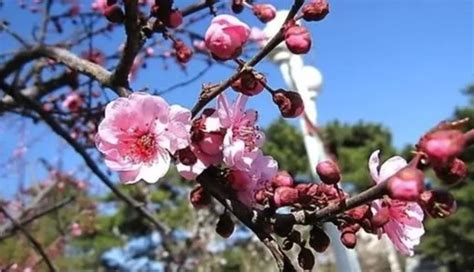 梅花風水